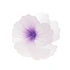 Vit och lila hårklämma, hibiskusblomma - 7,5x7,5 cm